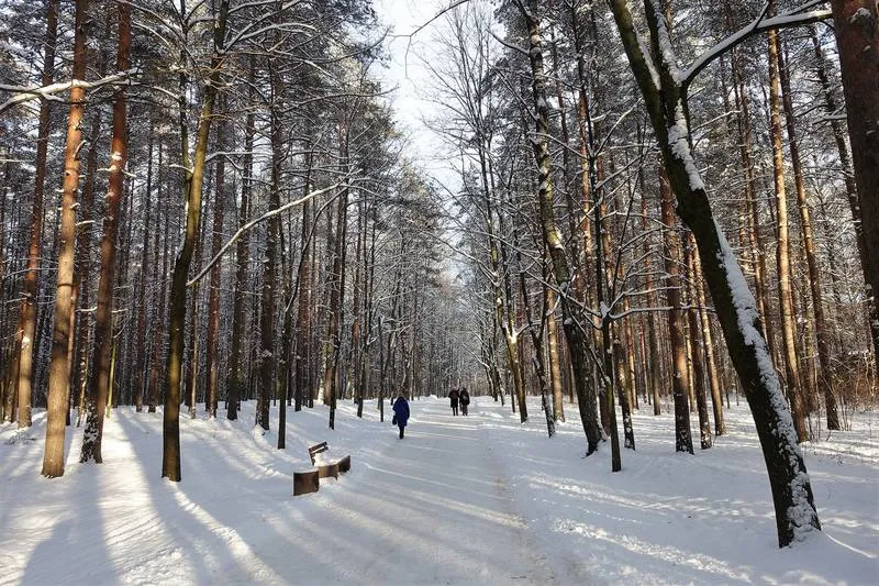 Парк Сосновка