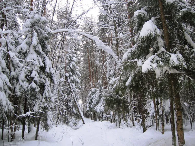 Ржевский лесопарк