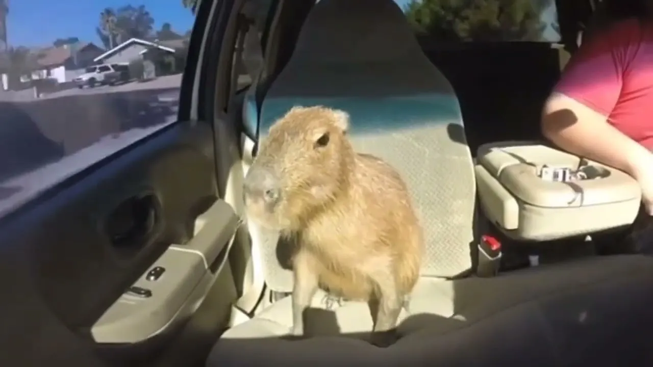 Кадр из видео