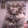 Алекс Д