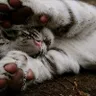 Юрий Тилинг